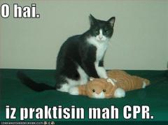 I love LOLcats.